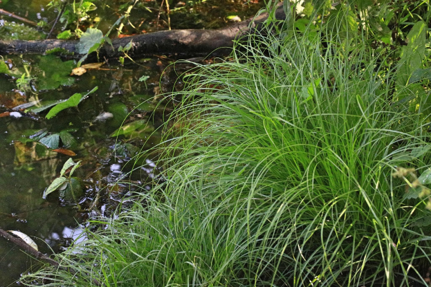 Ein kleiner, klarer Bach in einem bewaldeten Gebiet mit hohem grünem Gras und üppiger Vegetation, dessen stilles Wasser die umliegenden Bäume und Pflanzen spiegelt.