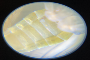Fermentierte Lebensmittel und Solarpanele aus Mondglas: Ein Blick in die Zukunft der Weltraumreisen