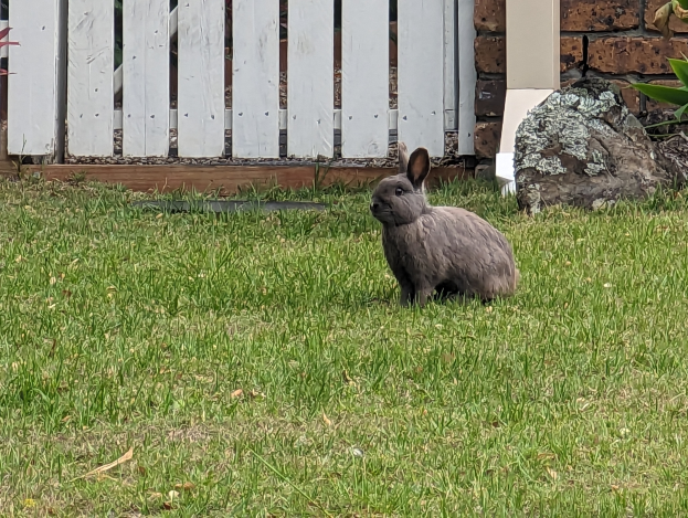 Ein Kaninchen sitzt auf der Wiese neben einem weißen Holzzaun, umgeben von Steinen, Pflanzen und einer Wand.
