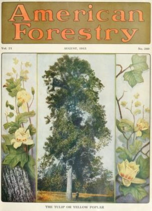 Titelbild der *American Forestry Magazine*, August 1915, mit leuchtenden Illustrationen von Bäumen, Blumen und Laubwerk.