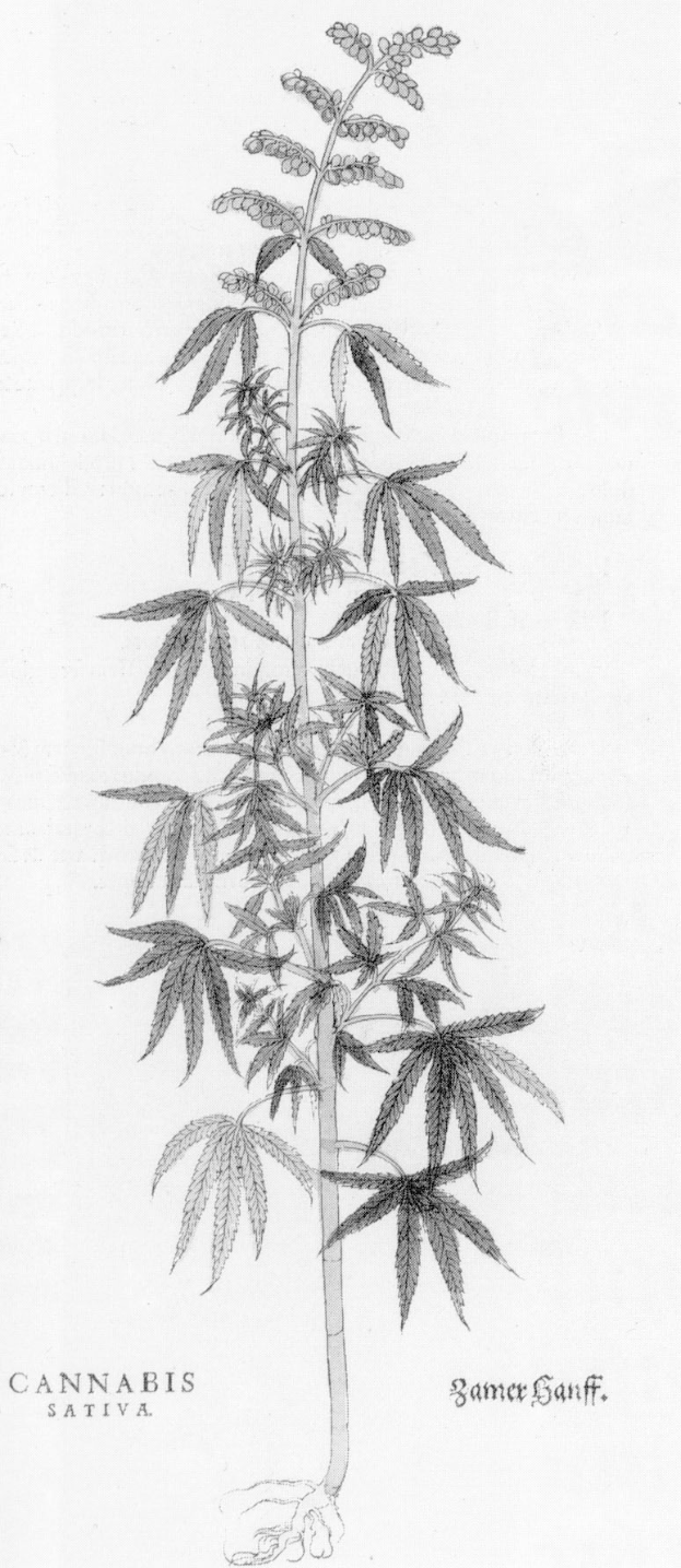 Schwarze und weiße Strichzeichnung einer Cannabis sativa-Pflanze mit sichtbaren Blättern und Stielen, beschriftet mit "Cannabis Sativa" unten.