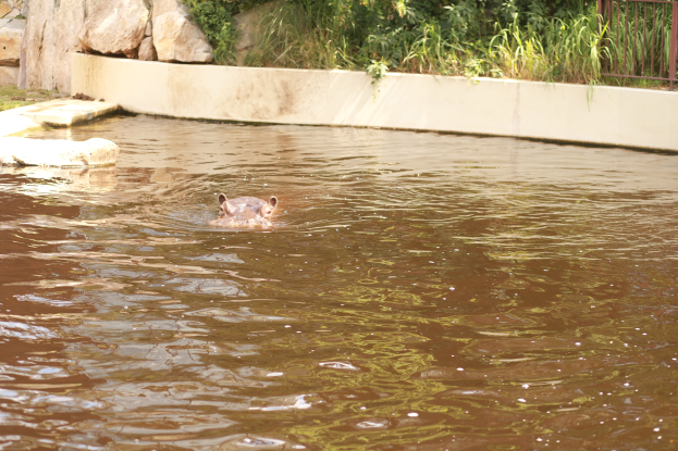 Ein Flusspferd schwimmt im Wasser neben einem Zaun, umgeben von Felsen, Pflanzen und Bäumen.