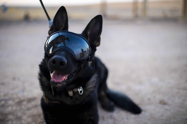 Ein schwarzer Deutscher Schäferhund mit einer Leine und einer Sonnenbrille sitzt auf dem Boden mit einem unscharfen Hintergrund.