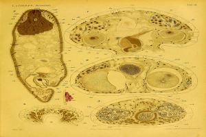 Pflanzen zeigen beeindruckende Resilienz gegenüber Fehlern bei der Proteintranslation