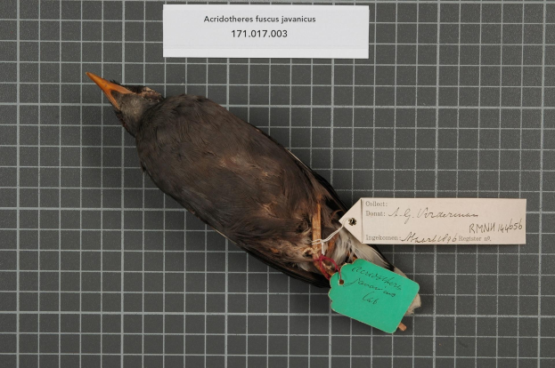 Toter Vogel mit der Bezeichnung "Acridotheres fuscus javanicus" und einem Anhänger, der auf einem Tisch neben zwei Papieren mit Text sitzt.