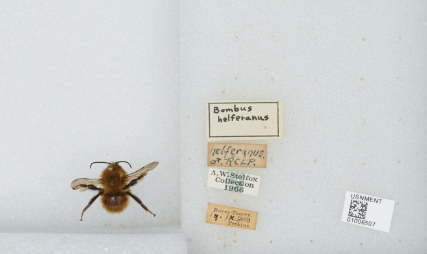 Eine braune und schwarze Biene sitzt in einer weißen Box mit einem Etikett, umgeben von Papieren mit Text.