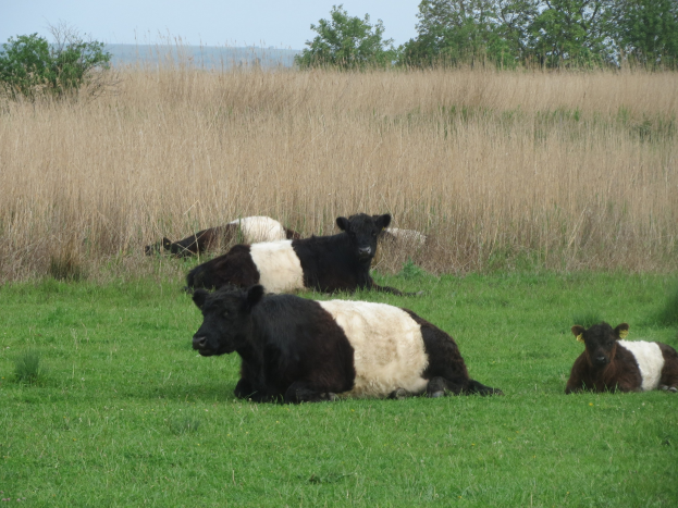 Eine Herde Galloway-Rinder liegt auf einer saftigen grünen Wiese mit hohem Gras und Bäumen im Hintergrund unter einem klaren blauen Himmel.