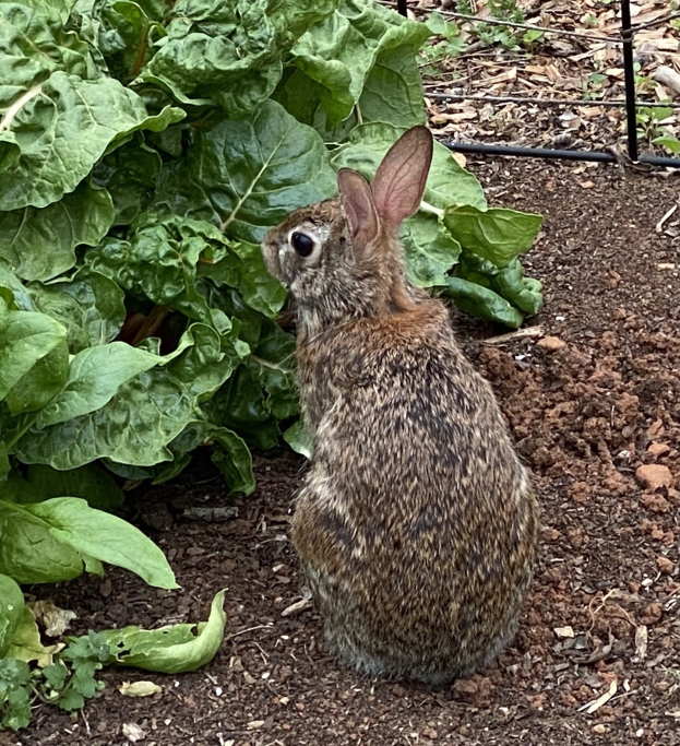 Ein Kaninchen sitzt in Erde neben einer Pflanze, umgeben von Blättern, in einem von einem Zaun umgebenen Garten.