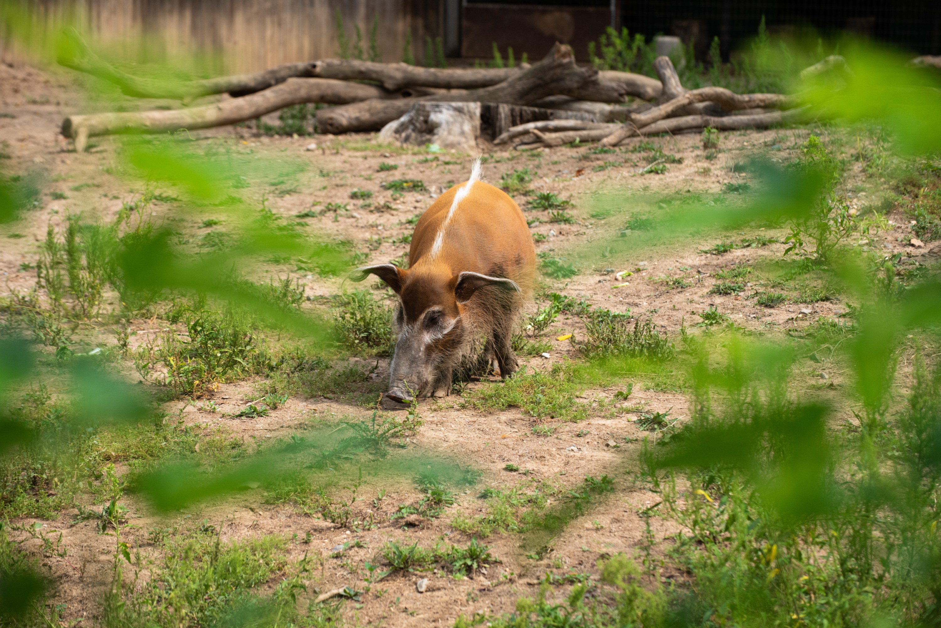 Wildschwein im Dreck neben einem Zaun mit Gras und Pflanzen im Hintergrund, Holzstämme, eine Wand und Text unten.
