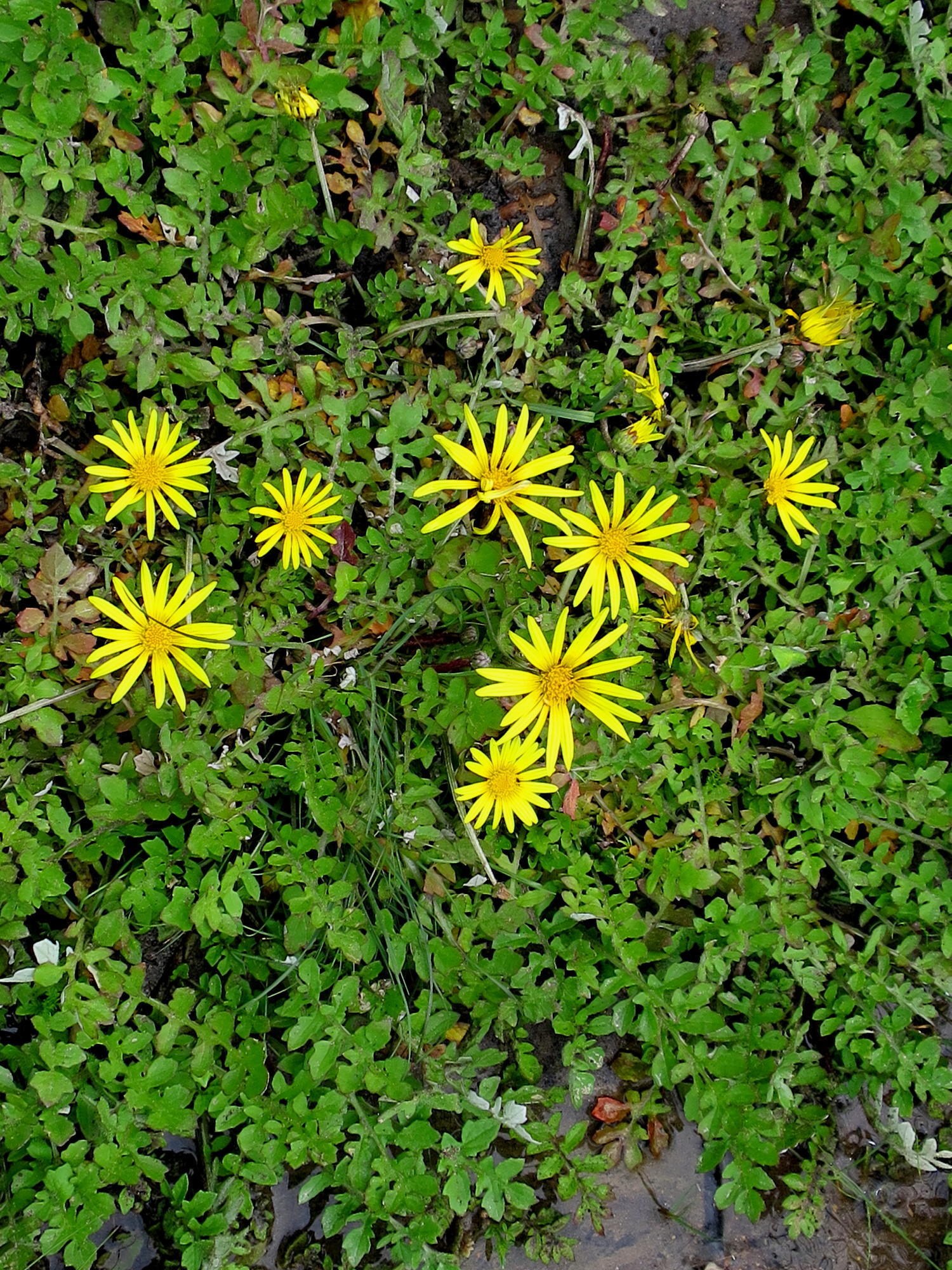 Helle gelbe Arnica-Blumen mit fünf Blütenblättern und gelben Mitte wachsen zwischen leuchtend grünen Blättern im Gras.