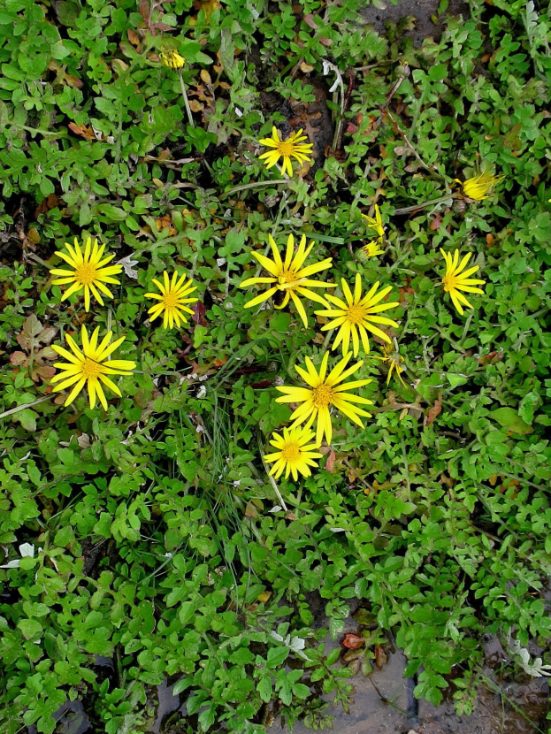 Helle gelbe Arnica-Blumen mit fünf Blütenblättern und gelben Mitte wachsen zwischen leuchtend grünen Blättern im Gras.