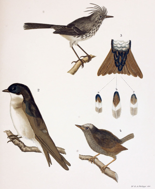 Drei detailliert dargestellte Vögel mit sichtbaren Federn und Schnäbeln auf einem Ast sitzend, mit verstreuten Federn drumherum; Text unten lautet "Altwelt-Flugfänger".